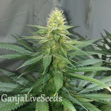 Auto AK 47 feminised Ganja Seeds