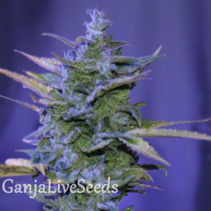 Auto AK 47 feminised Ganja Seeds