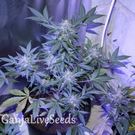 Auto AK 47 feminised Ganja Seeds