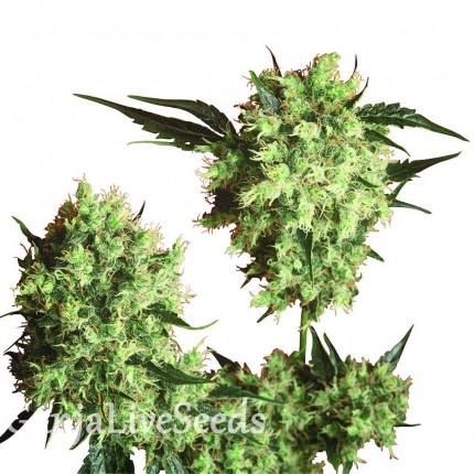 Marley's Collie feminised Ganja Seeds