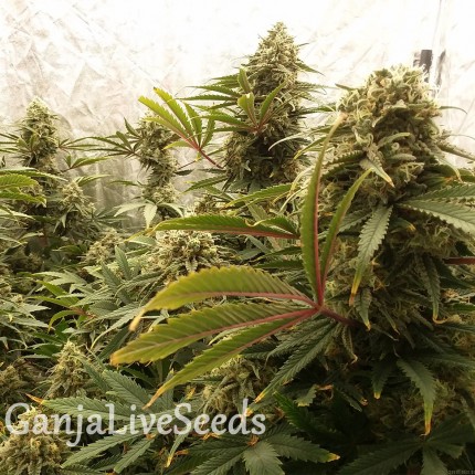 Chocolope feminised Victory Seeds