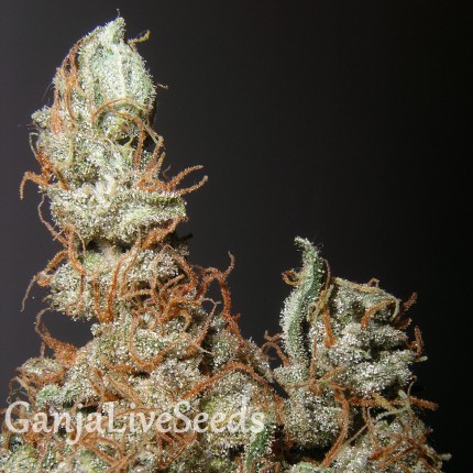 Grapefruit Haze feminised Ganja Seeds