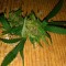 Семена марихуаны Grapefruit Haze feminised Ganja Seeds