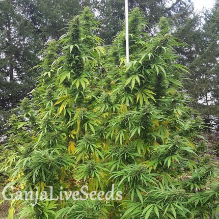 Grapefruit Haze feminised Ganja Seeds