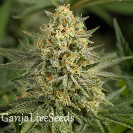 Auto Dolche Cheese feminised Ganja Seeds
