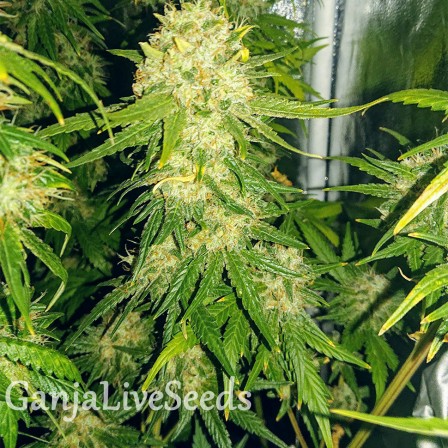 Haze feminised Ganja Seeds семена купить, цена в Украине недорого в интернет магазине Haze feminised Ganja Seeds