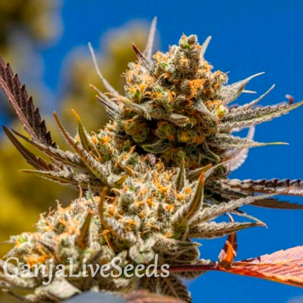 Rolling Frau feminised Ganja Seeds