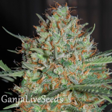 Auto White Widow feminised Ganja Seeds