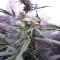 купить семена конопли в интернете Auto White Widow feminised