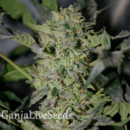 Sensi Star feminised Ganja Seeds