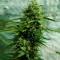 семена конопли с доставкой Jack Herer feminised Ganja Live Seeds