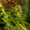 мощные семена конопли Jack Herer feminised Ganja Live Seeds