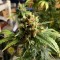 качественные семена конопли Critical feminised Victory Seeds