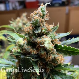 Critical feminised Victory Seeds
