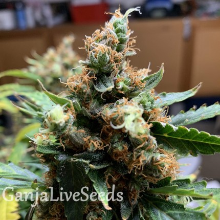 Critical feminised Victory Seeds