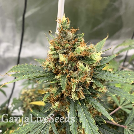 Critical feminised Victory Seeds