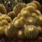 Недорогие семена кактуса Echinocactus Grusonii