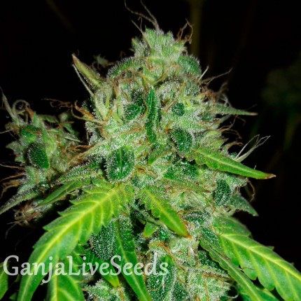 Bubblelicious feminised Ganja Seeds