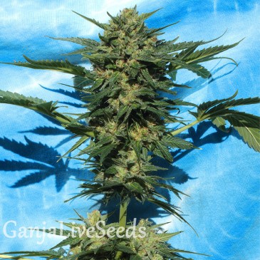 Auto White Russian feminised Ganja Seeds