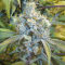 семена конопли для посадки купить Super Silver Haze feminised