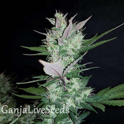 Auto Dark Devil feminised Ganja Seeds