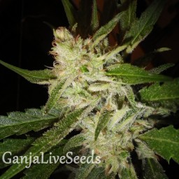 Super Stinky feminised Ganja Seeds