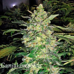 Great White Shark feminised Victory Seeds