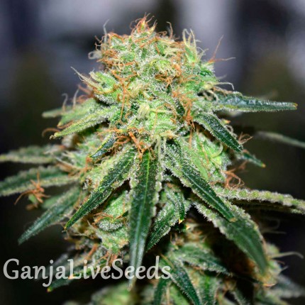 Great White Shark feminised Victory Seeds
