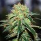 мощные семена конопли Great White Shark feminised Victory Seeds