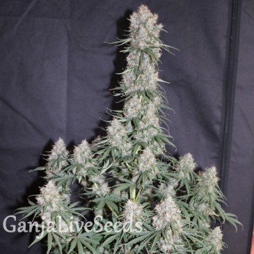 Auto Blueberry feminised Ganja Seeds