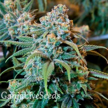 Opium feminised Ganja Seeds