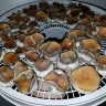 заказать споры псилоцибиновых грибов  Plantasia Mystery наложенным платежом