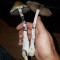 заказать споры псилоцибиновых грибов  Plantasia Mystery почтой