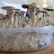 заказать качественные споры псилоцибиновых грибов  Plantasia Mystery