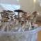 заказать качественную взвесь псилоцибиновых грибов  Plantasia Mystery