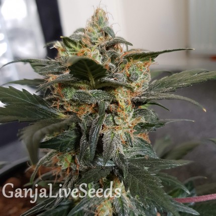 Auto Mazar feminised Ganja Seeds