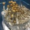 купить отпечатки псилоцибиновых грибов Z-strain недорого