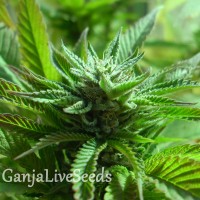 The Doctor feminised Ganja Seeds