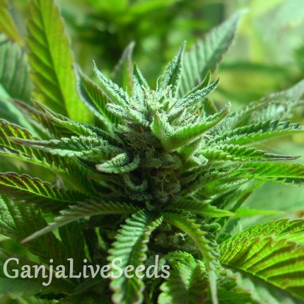 The Doctor feminised Ganja Seeds