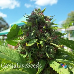 Lavender feminised Ganja Seeds