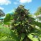 Семена конопли Lavender feminised Ganja Seeds
