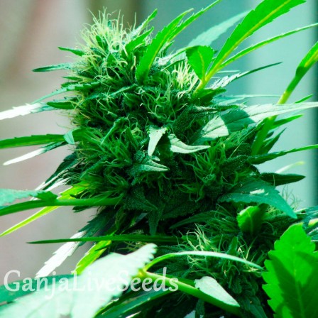 Nibiru feminised Ganja Seeds семена купить, цена в Украине недорого в интернет магазине Nibiru feminised Ganja Seeds