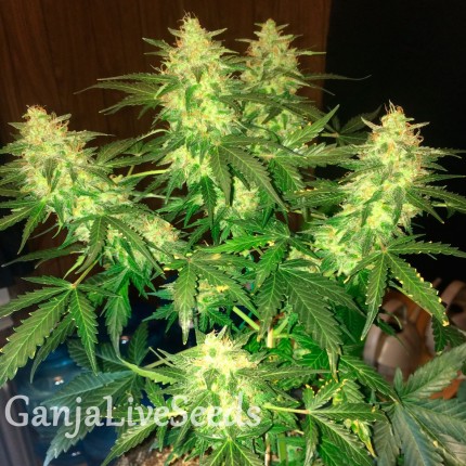 Auto Northern Lights feminised Ganja Seeds