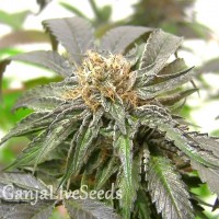 Purple Kush feminised Ganja Seeds