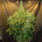 Качественные семена марихуаны Northern Lights x AK feminised Ganja Seeds