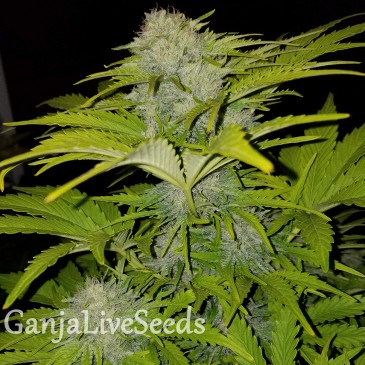 Auto Bubble Gum feminised Ganja Seeds