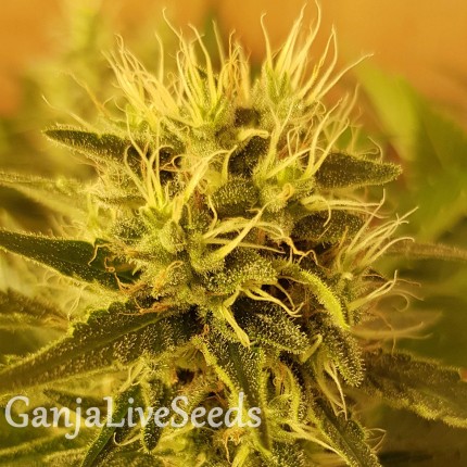 Somango feminised Ganja Seeds