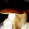 заказать споры псилоцибиновых грибов  Украина Amazonian