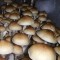 заказ оттиск псилоцибиновых грибов Украина Amazonian