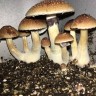 заказ оттиск псилоцибиновых грибов Украина Amazonian